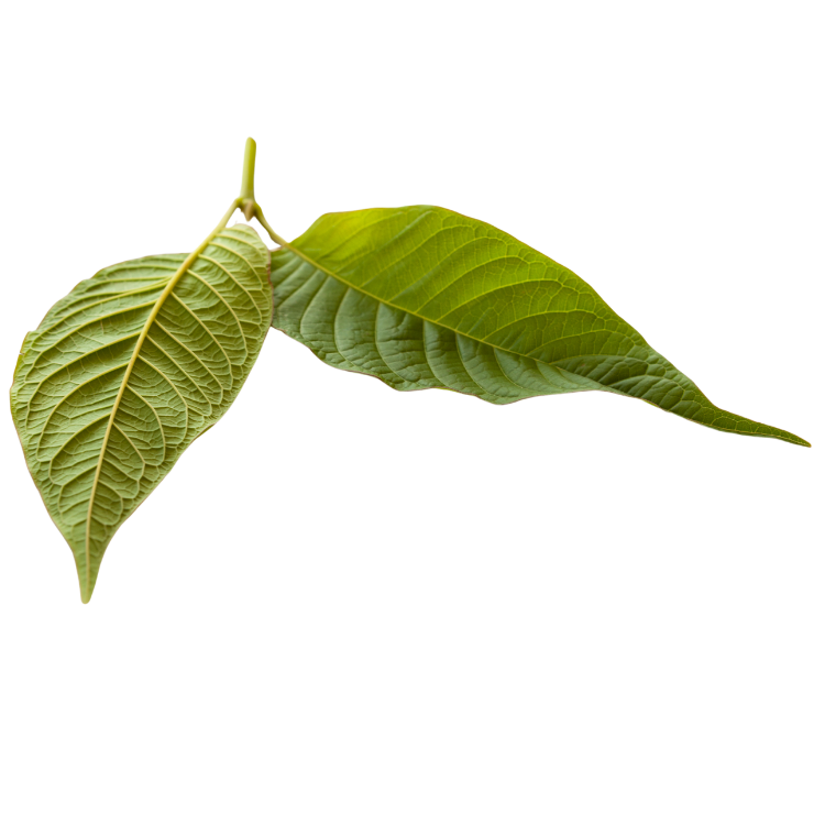 Kratom leaf