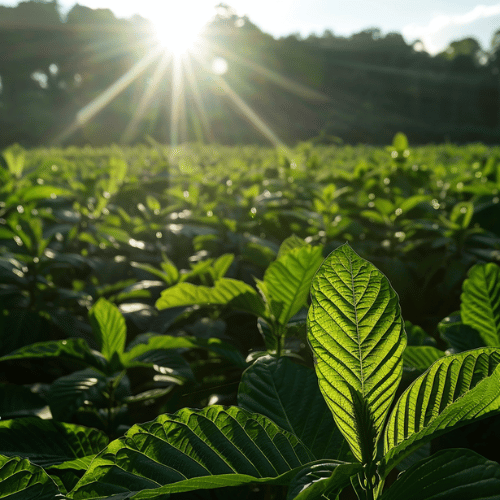 Kratom fält