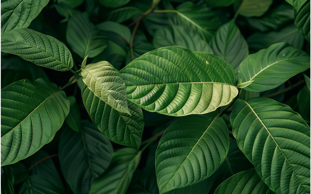 Kratom blad